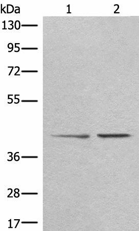 Western blot analysis of A172 and HEPG2 cell lysates  using TMEM248 Polyclonal Antibody at dilution of 1:300