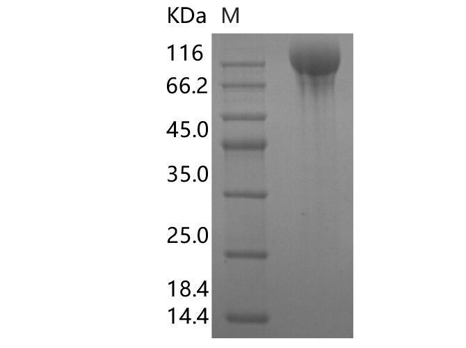 1. Loaded Human ACE2-Fc(PKSR030492) on Protein A Biosensor, can bind SARS-CoV-2 S-trimer-His (Omicron, B.1.1.529)(PKSV030478) with an affinity constant of 0.5 nM as determined in BLI assay.