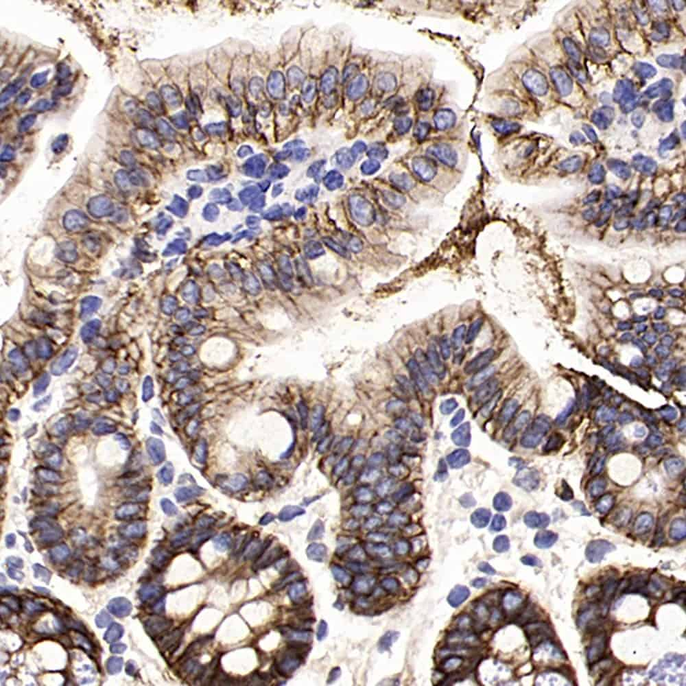 Immunohistochemistry analysis of paraffin-embedded mouse colon  using EpCAM Polyclonal Antibody at dilution of 1:300.