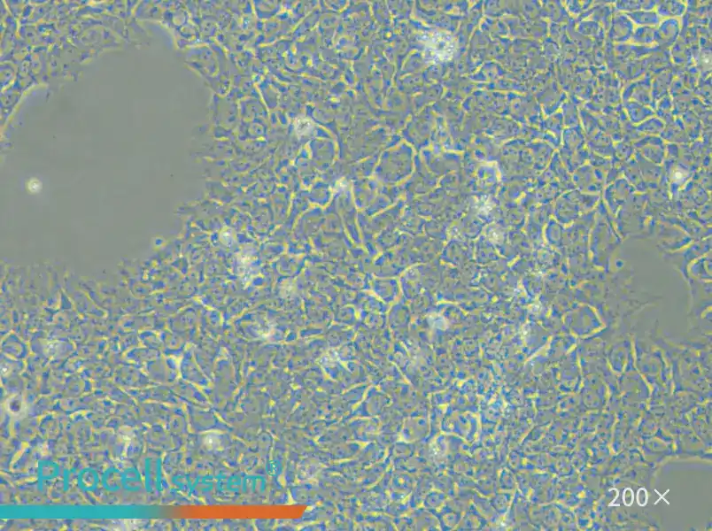 H9 Cell Complete Medium - 4