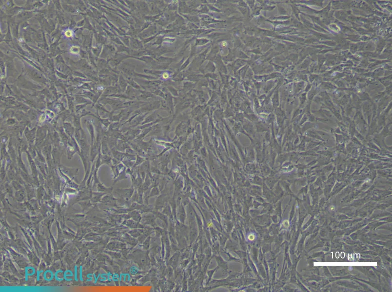 Rat Adipose-derived Mesenchymal Stem Cells - 1