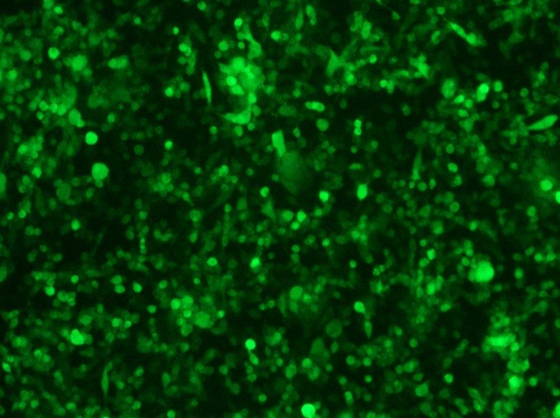 RM-1-GFP Cell Complete Medium-searchlist-1