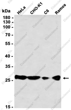 Recombinant CLIC1 Monoclonal Antibody - 1