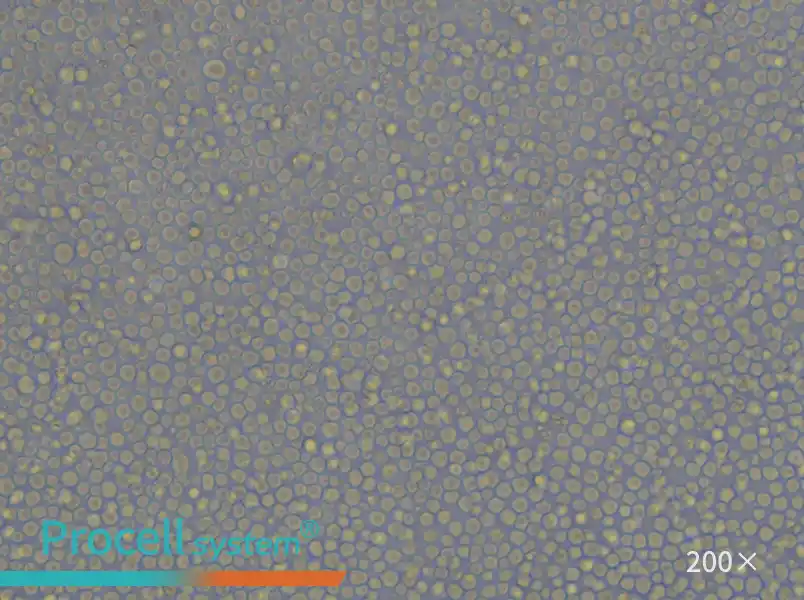 CCRF-CEM [CCRF CEM] Cell Complete Medium - small - 5