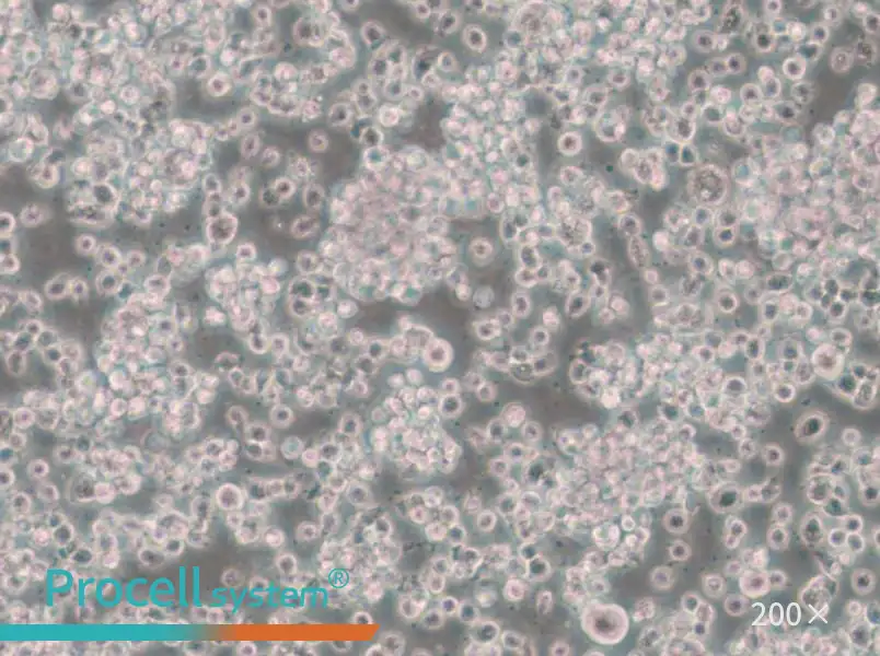 CTLL-2 Cell Complete Medium - small - 4