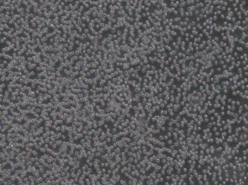 Mino Cell Complete Medium-searchlist-1