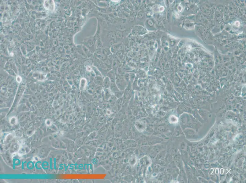 NCI-H1793 Cell Complete Medium - 6