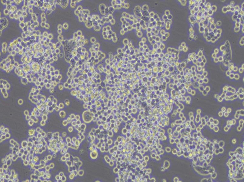 COLO 320DM Cell Complete Medium - 4