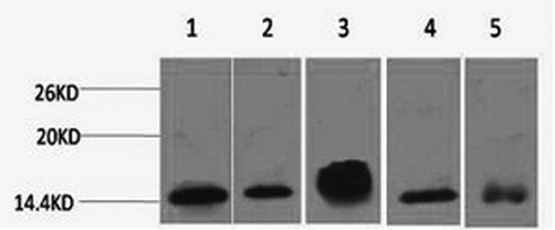 Western Blot analysis of 1) Hela, 2) 3T3, 3) Raw264.7, 4) Rat brain, 5) Rat kidney using Histone H2B Monoclonal Antibody at dilution of 1:2000.