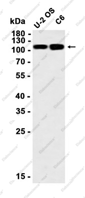 Recombinant Cadherin 10 Monoclonal Antibody - 1