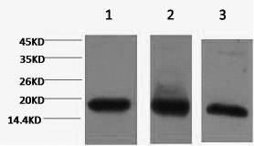 Western Blot analysis of 1) Hela, 2) RAW264.7, 3) Rat testis using Histone H3 Monoclonal Antibody at dilution of 1:2000.