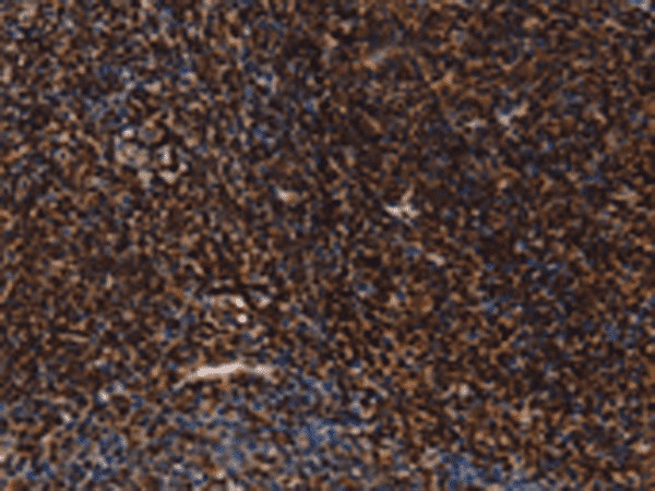 Immunohistochemistry of paraffin-embedded Human tonsil tissue  using LMNB1 Polyclonal Antibody at dilution of 1:60(?200)