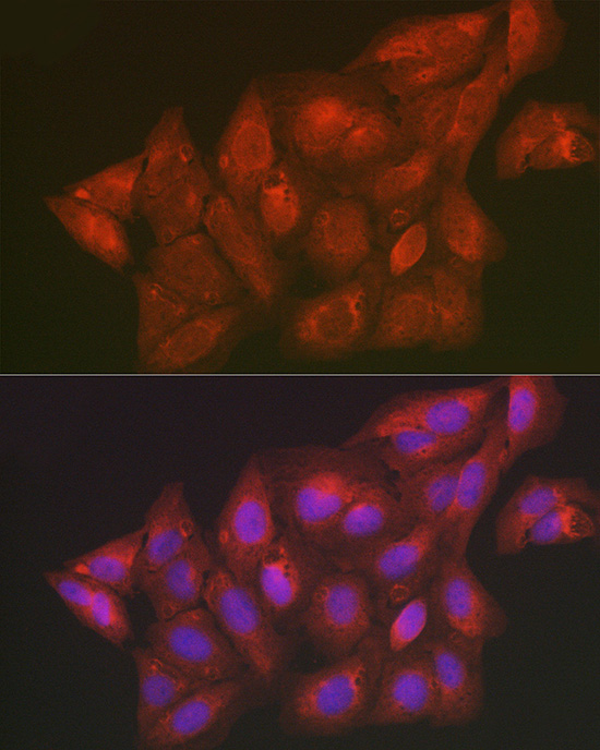 Immunofluorescence analysis of U2OS cells using SCRN1 Polyclonal Antibody at dilution of 1:100 (40x lens). Blue: DAPI for nuclear staining.