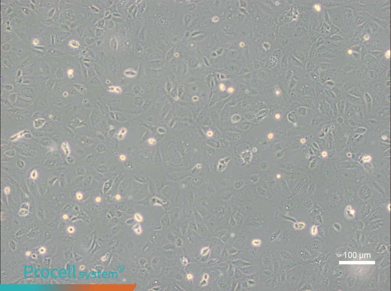 SVEC4-10 Cell Complete Medium - 3