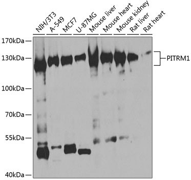 Western blot analysis of extracts of various cell lines using PITRM1 Polyclonal Antibody at 1:1000 dilution.