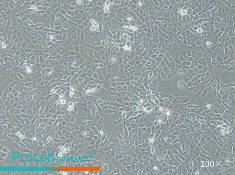 HT-1080 [HT1080] Cell Complete Medium - 2