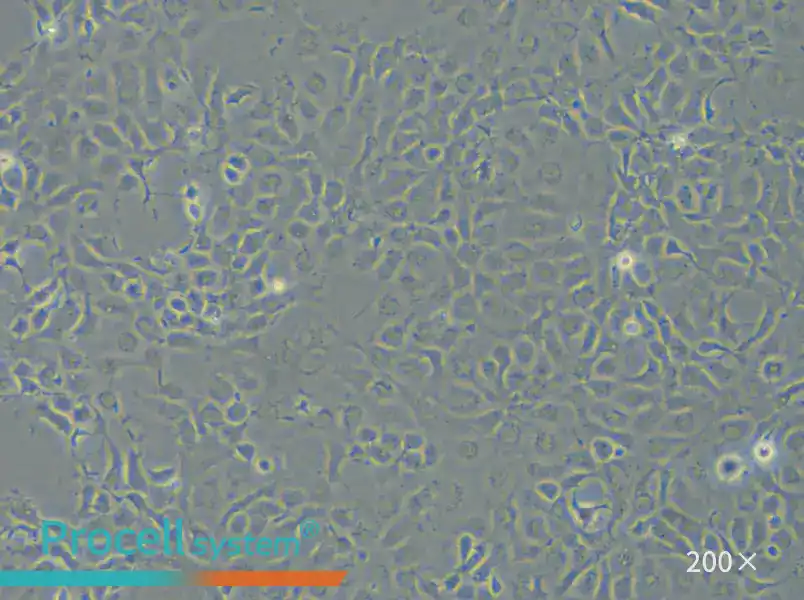 EPC Cell Complete Medium - small - 6