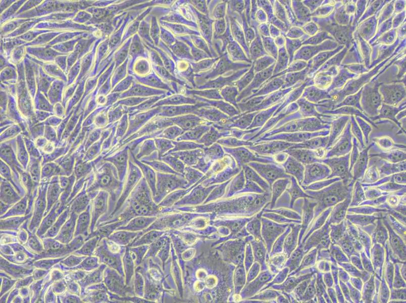 MP41 Cell Complete Medium - 5