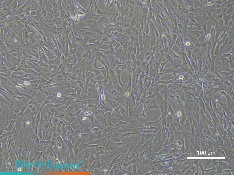 Rat Adipose-derived Mesenchymal Stem Cell Complete Medium - 3