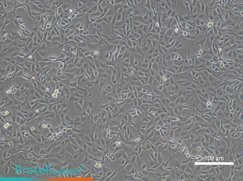 MDBK [NBL-1]MDBK [NBL-1] - 3