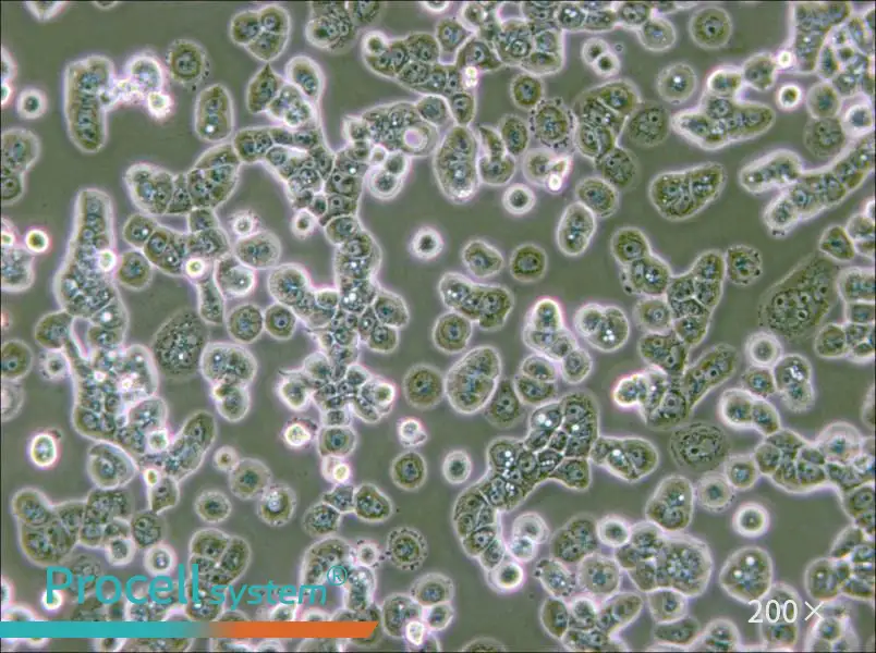 NCI-H2087 [H2087] Cell Complete Medium - small - 6