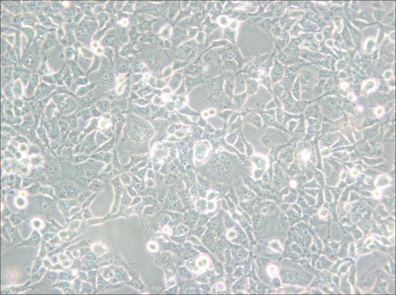 COS-1 Cell Complete Medium - small - 4
