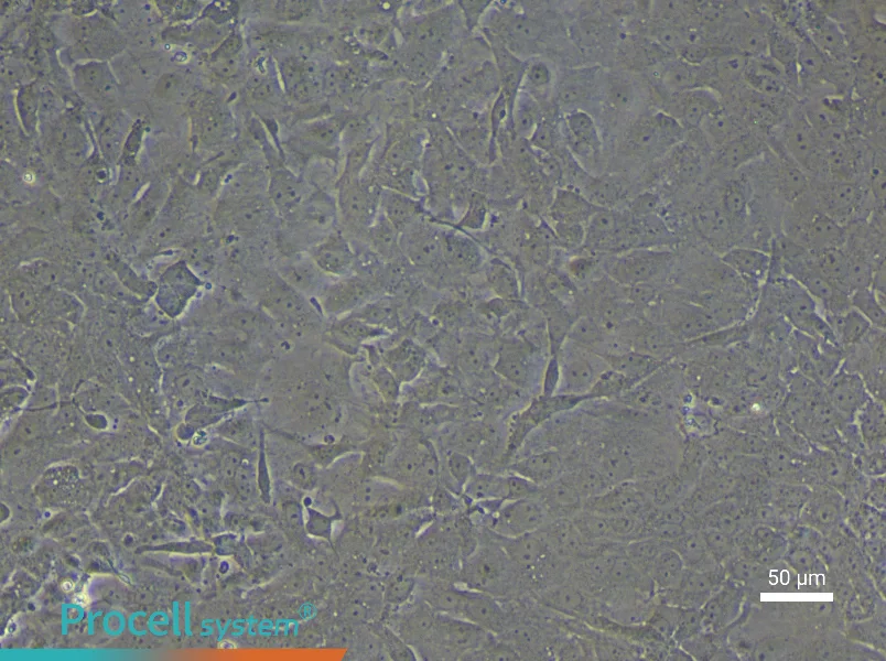 Rat Bladder Transitional Epithelial Cell Complete Medium - 6