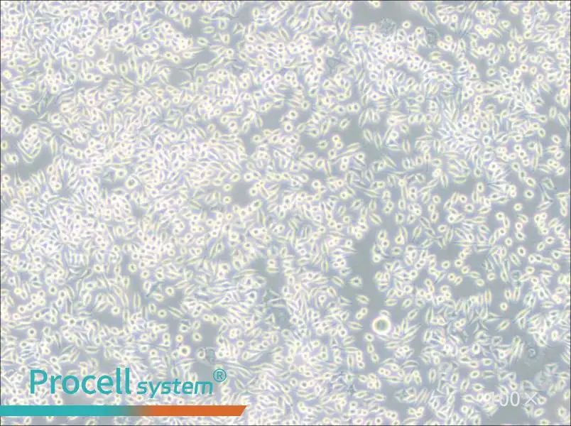 A9 Cell Complete MediumA9 Cell Complete Medium - 3