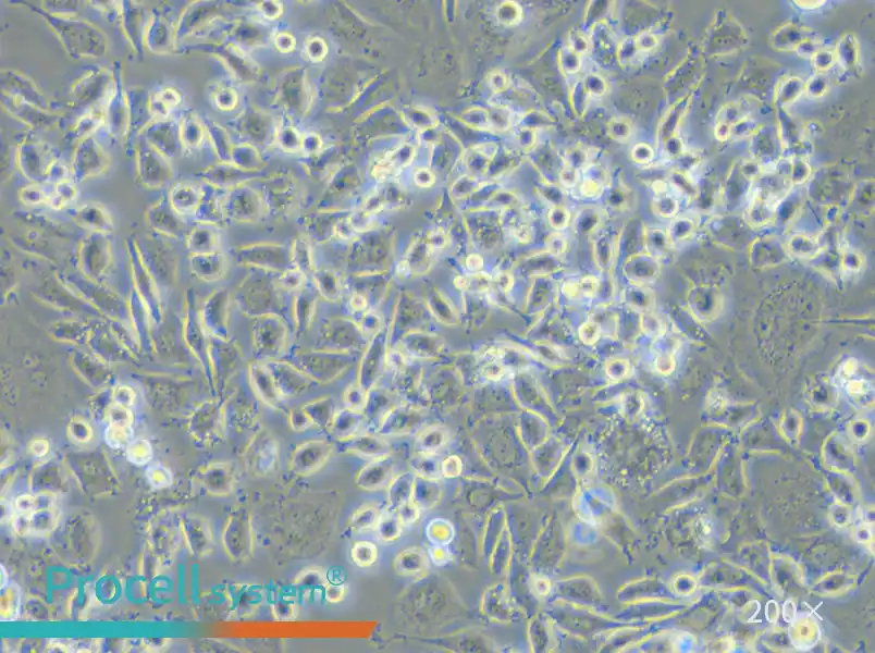 DH82 Cell Complete Medium - 4