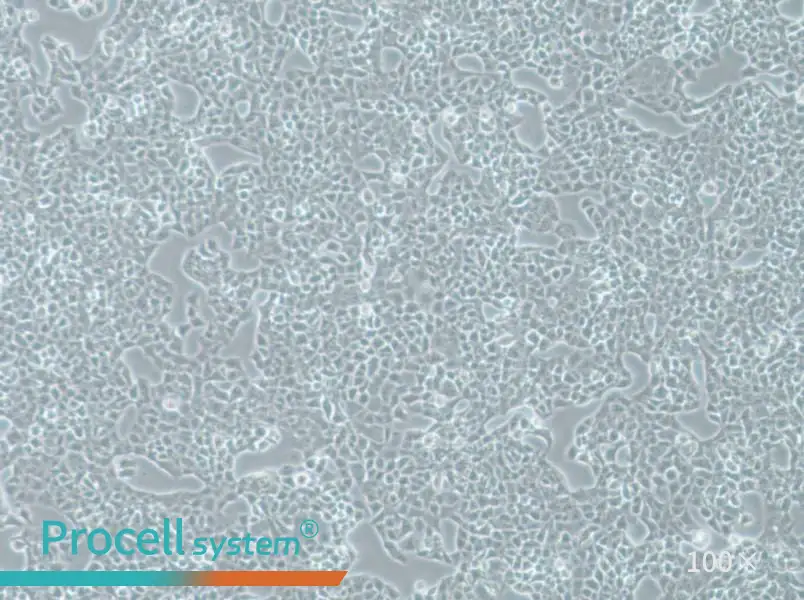 RPMI-2650 Cell Complete MediumRPMI-2650 Cell Complete Medium - 3