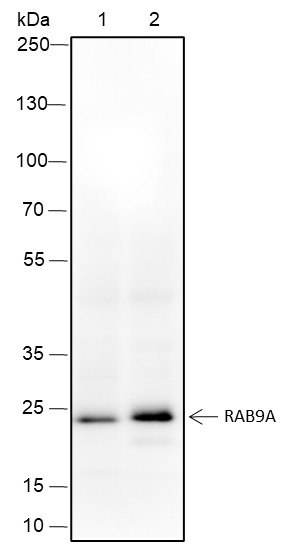 Recombinant Rab9A Monoclonal Antibody-searchlist-1