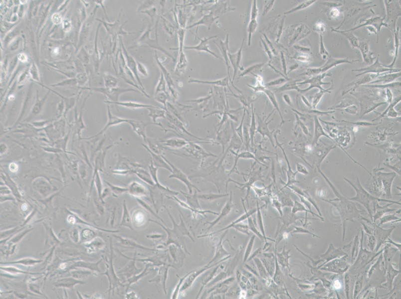NCI-H1648 Cell Complete Medium - small - 4