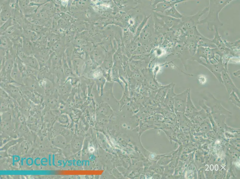 HCC38 Cell Complete Medium - small - 6