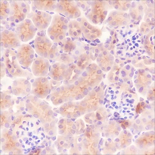 Recombinant Ly-6A/E Monoclonal Antibody - 3