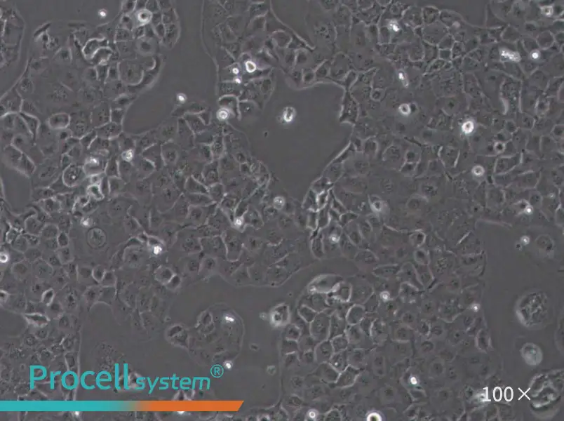 SF763 Cell Complete MediumSF763 Cell Complete Medium - 2