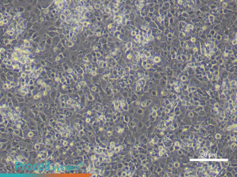 Mouse Epidermal Keratinocyte Complete Medium - 4