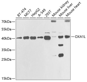 Western blot analysis of extracts of various cell lines using OXA1L Polyclonal Antibody at 1:1000 dilution.