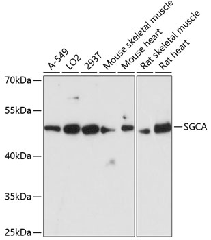 Western blot analysis of extracts of various cell lines using SGCA Polyclonal Antibody at dilution of 1:3000.