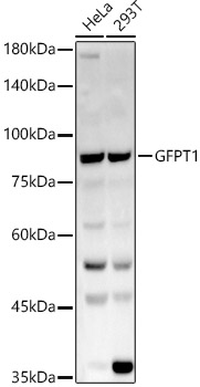 Western blot analysis of various lysates using GFPT1 Polyclonal Antibody at 1:1000 dilution.