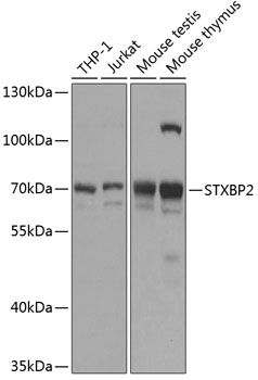 Western blot analysis of extracts of various cell lines using STXBP2 Polyclonal Antibody at 1:1000 dilution.