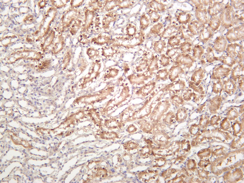 Recombinant NQO1 Monoclonal Antibody - small - 4