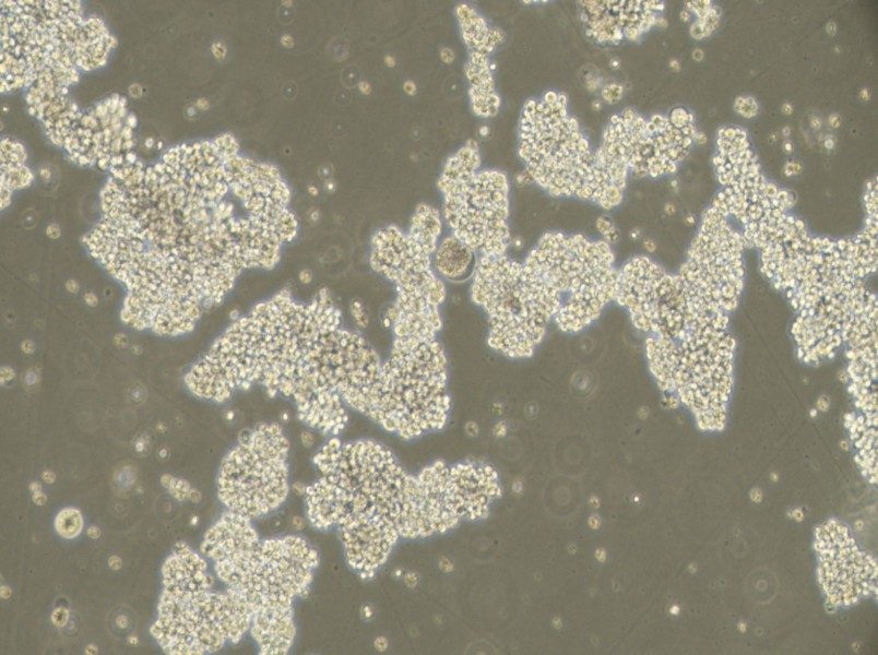 NCI-H716 [H716] Cell Complete Medium-searchlist-1