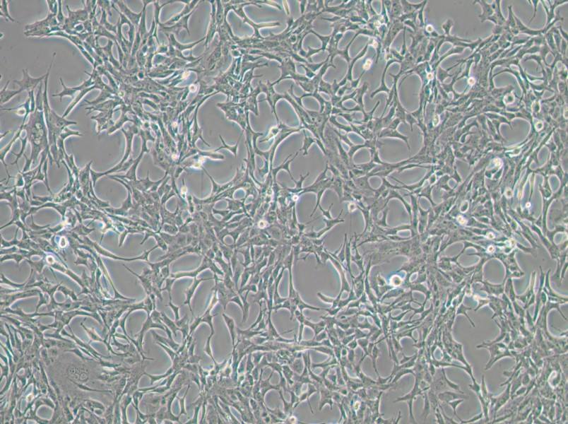 C8-D1A Cell Complete Medium-searchlist-1