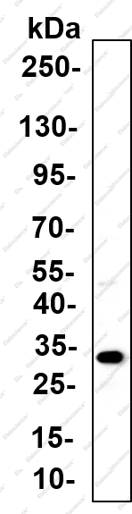 Recombinant ALY Monoclonal Antibody - 2
