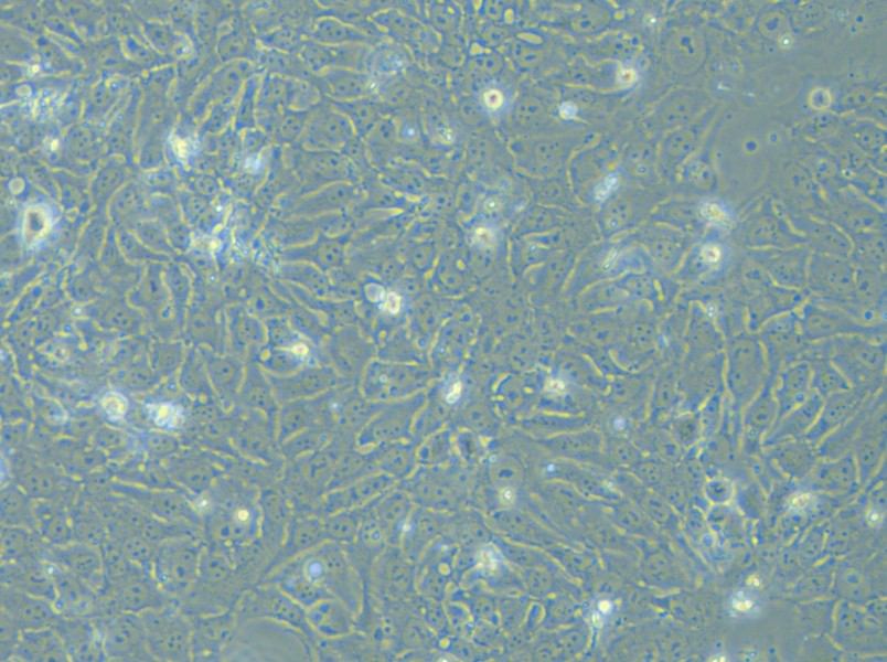 DYR0100 Cell Complete Medium - 10