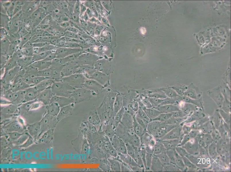 PED Cell Complete Medium - 5