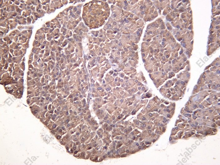 Recombinant CaMKIα Monoclonal Antibody - 1