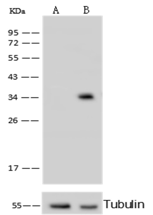 C1QBP/HABP1 Monoclonal Antibody - small - 1