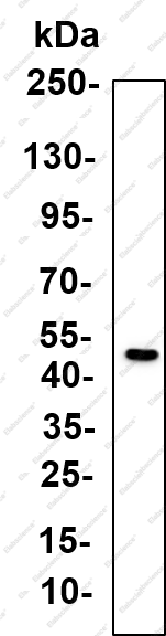 Recombinant Arp3 Monoclonal Antibody - 1