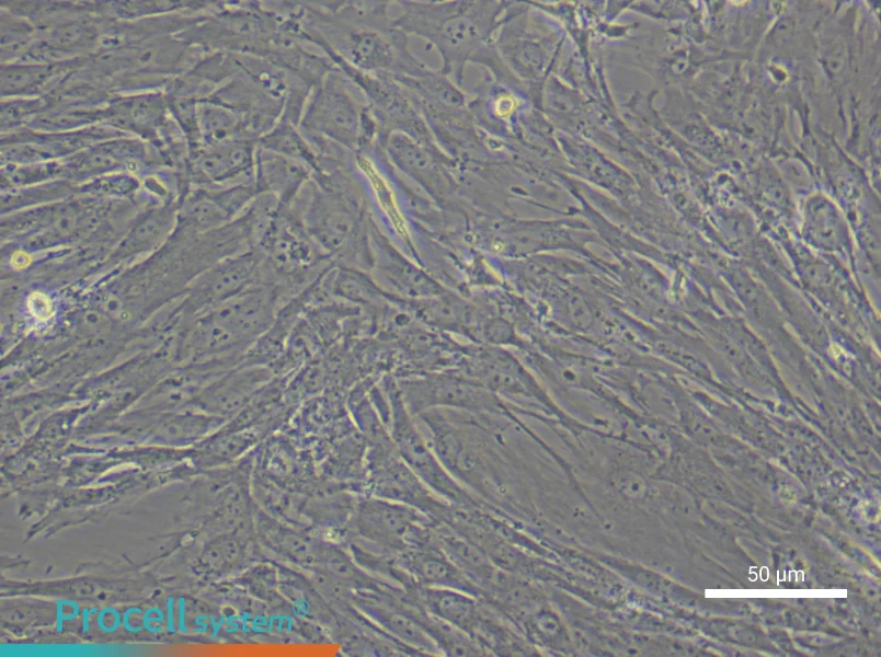 Mouse Gastric Smooth Muscle Cell Complete Medium - 5